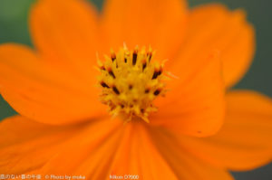 ［6］秋の花といえば