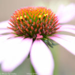 ［6］ハーブ園の花