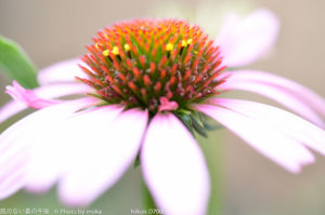 ［6］ハーブ園の花