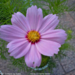 ［6］コスモスの季節