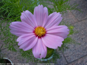 ［6］コスモスの季節