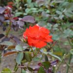 ［6］秋バラ
