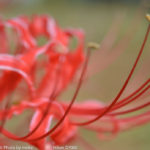 ［6］秋に咲く花