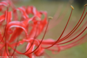 ［6］秋に咲く花