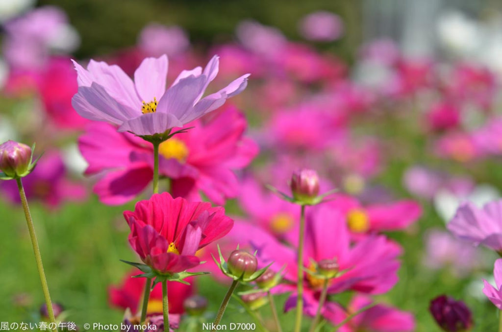 ［6］晴天の中のコスモス畑