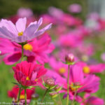 ［6］晴天の中のコスモス畑