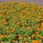 ［6］マリーゴールドも満開