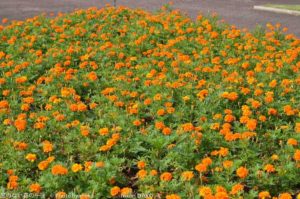 ［6］マリーゴールドも満開