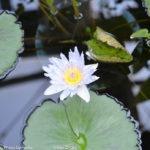 ［6］温室の中の植物