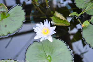 ［6］温室の中の植物