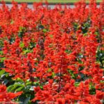 ［6］秋桜に負けじと・・