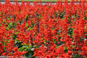 ［6］秋桜に負けじと・・