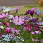 ［6］満開のコスモス