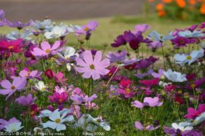［6］満開のコスモス