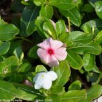 ［6］秋空に蝶舞う