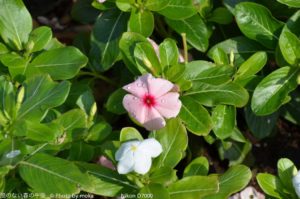 ［6］秋空に蝶舞う