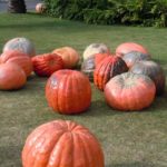 ［6］ハロウィン