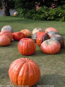 ［6］ハロウィン