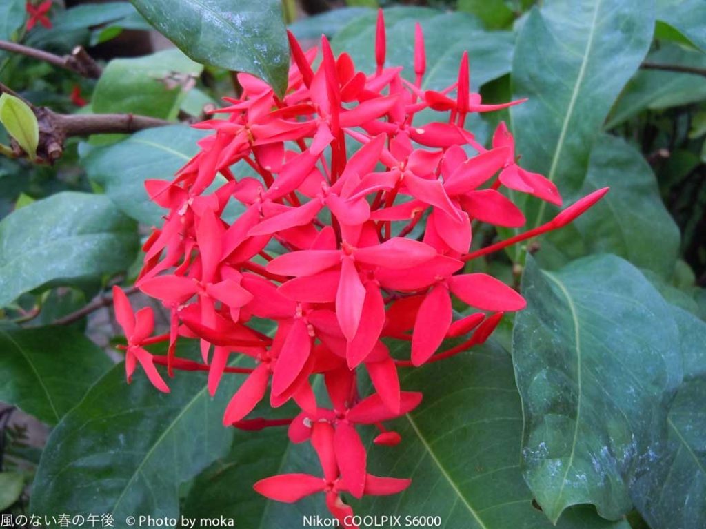 ［6］南国の植物