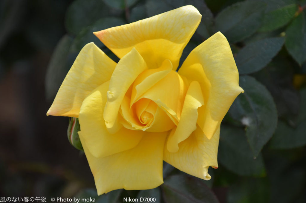 ［6］秋のバラ 〜第一弾〜