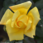 ［6］秋のバラ 〜第一弾〜