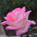 ［6］秋のバラ　〜第二弾〜