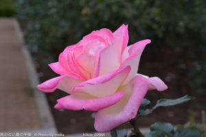 ［6］秋のバラ　〜第二弾〜