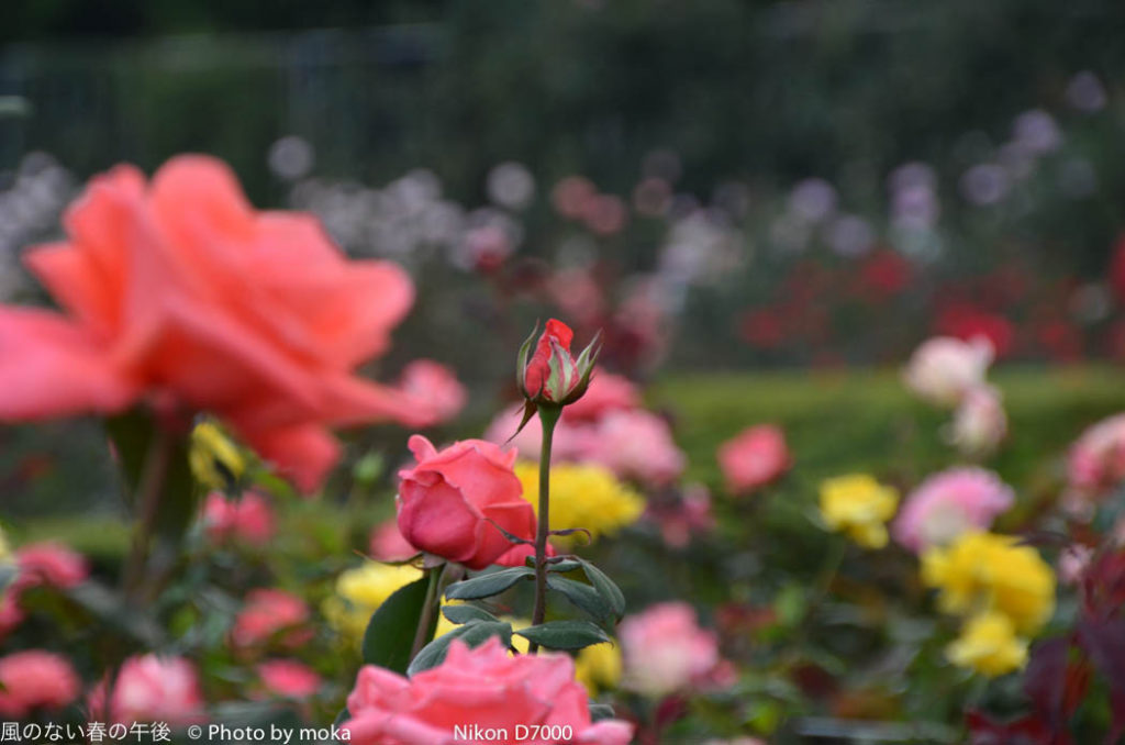 ［6］秋のバラ　〜第三弾〜
