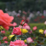 ［6］秋のバラ　〜第三弾〜