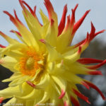 ［6］ダリアの花はいかがでしょうか！？