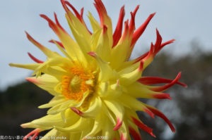 ［6］ダリアの花はいかがでしょうか！？