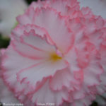 ［6］ベゴニアの花