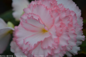 ［6］ベゴニアの花