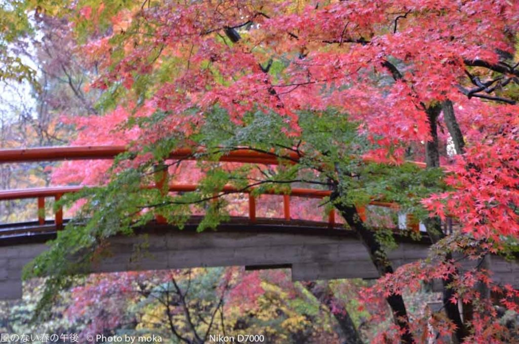 ［6］今年はじめての紅葉