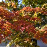 ［6］色づきはじめ・・