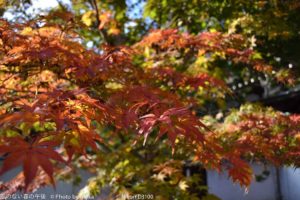 ［6］色づきはじめ・・