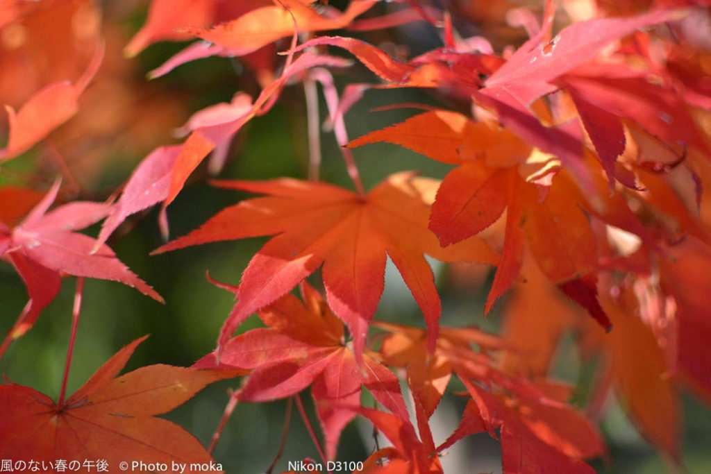 ［6］東京の色づき