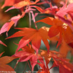 ［6］東京の色づき