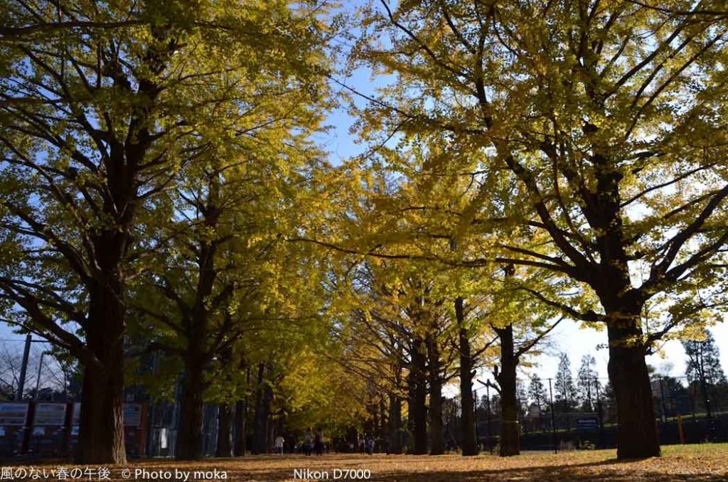 ［6］イチョウ並木