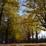 ［6］イチョウ並木