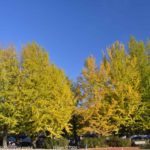 ［6］黄色に包まれて！！