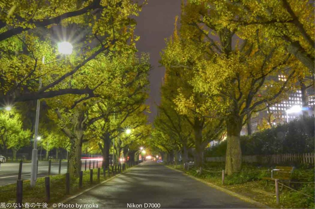 ［6］外苑前のイチョウ