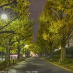 ［6］外苑前のイチョウ