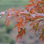 ［6］東京を代表する庭園