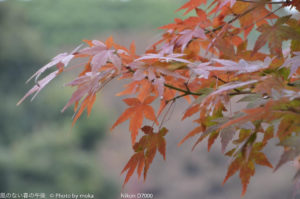 ［6］東京を代表する庭園