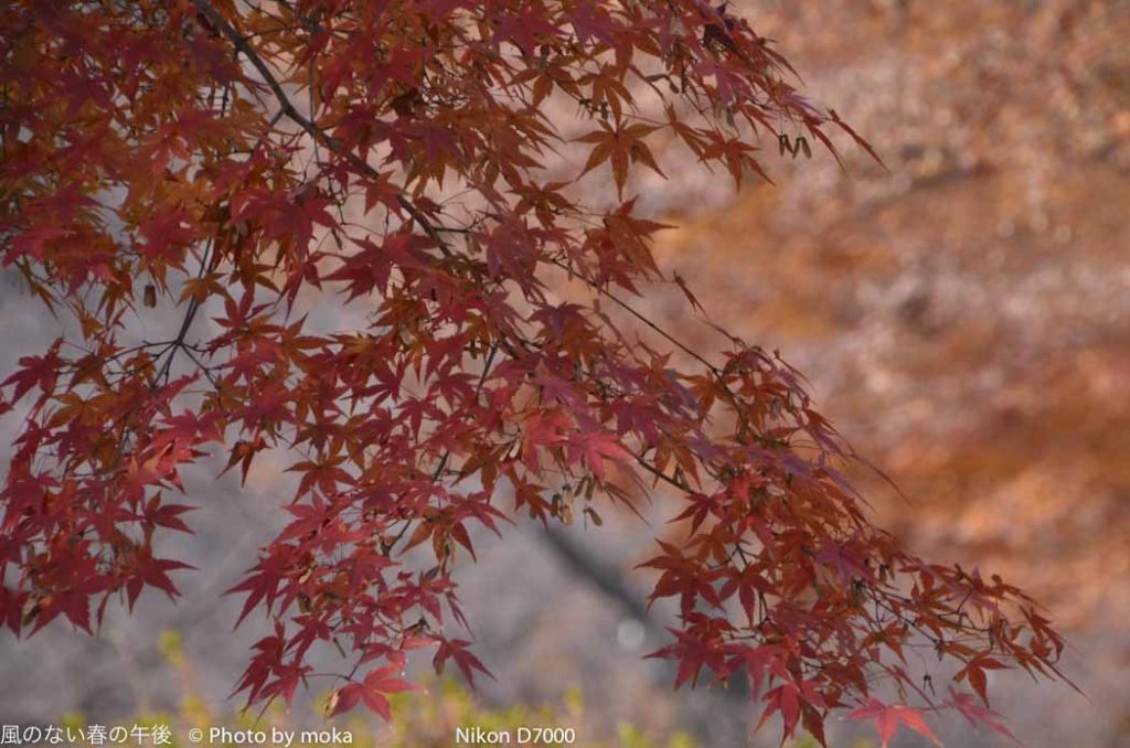 ［6］都心の紅葉、これで本当に最後！？