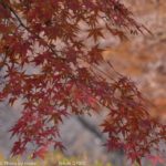 ［6］都心の紅葉、これで本当に最後！？