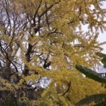 ［6］立派なイチョウの木