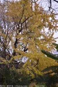 ［6］立派なイチョウの木