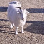 ［6］癒し系の動物 ^^